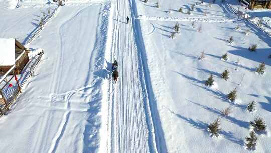 一驾马爬犁在雪地里奔跑