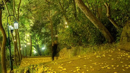 中国杭州 夜晚的宝石山绿道竹林延时