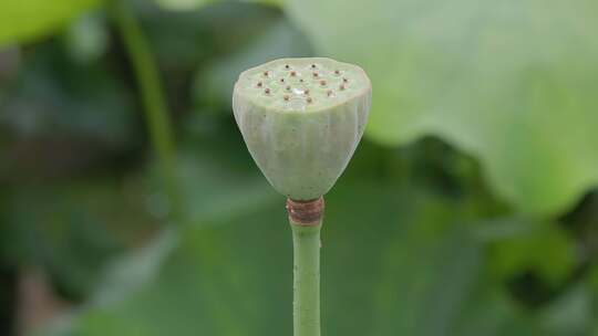 雨后荷塘：摇曳生姿的莲蓬