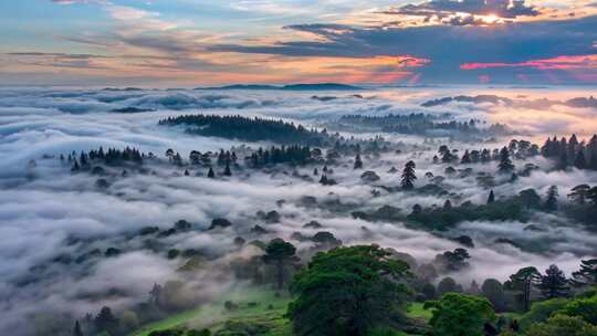 森林阳光云海森林云雾缭绕树林山大自然风景