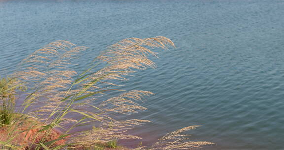 湖边的芦苇荡漾空镜头