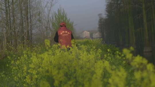 湖北涨渡湖春天湿地保护人员油菜地行走地拍