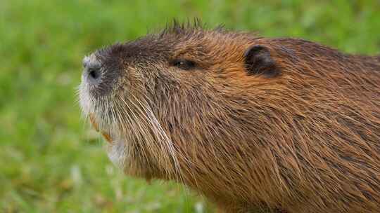 海狸鼠、食草动物、Coypu、啮齿动物