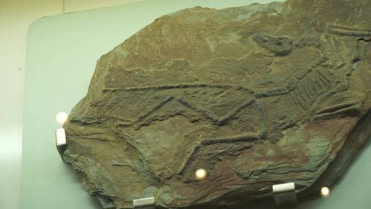 恐龙化石恐龙蛋考古视频素材模板下载