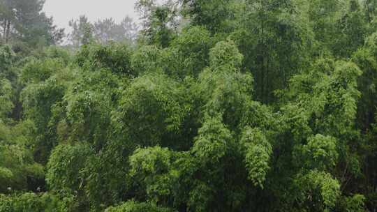 下雨中茂密竹林自然风光