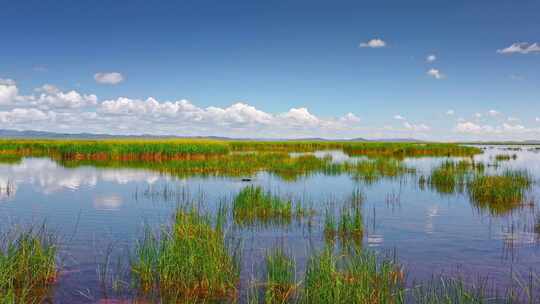 阿坝若尔盖花湖湿地