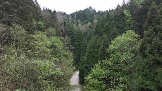 贵州平坝区国营大坡林场航拍