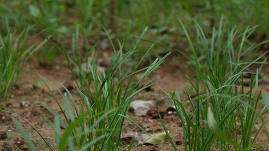 菜地里韭菜种植实拍