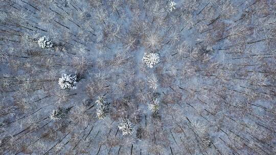 4k航拍被雪覆盖的森林高清素材