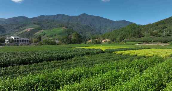 茶叶茶园武夷山茶庄大自然茶园