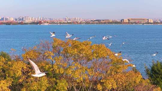 航拍滇池游船与海鸥
