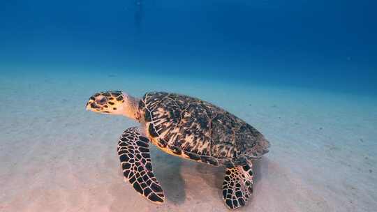 海龟，海洋，海洋生物，水下