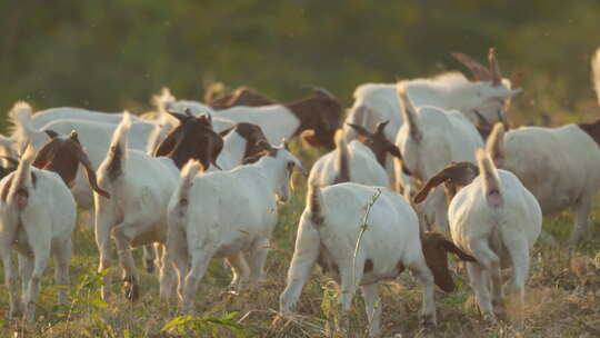 秋天清晨一群山羊草丛觅食视频素材模板下载
