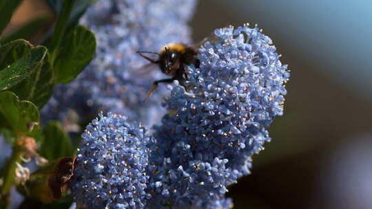 蜜蜂 花朵 昆虫 授粉