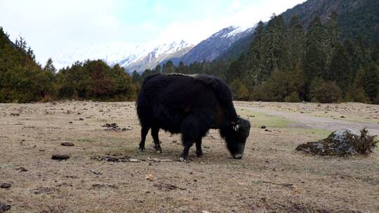 西藏牦牛