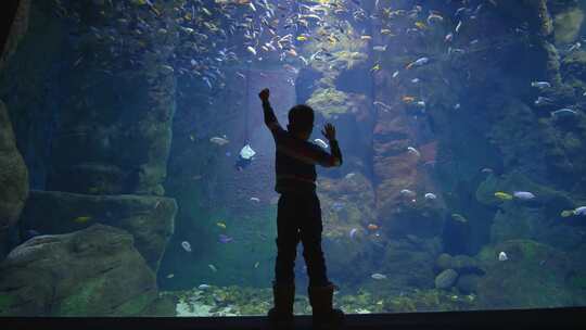 男孩在水族馆里看鱼