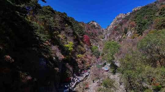 泰山对松山的秋色