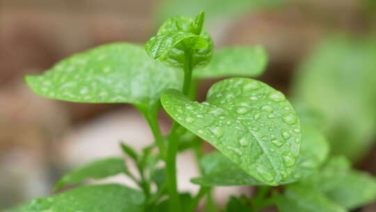 雨后叶子上的水珠实拍