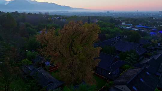 西安古观音禅寺千年银杏树