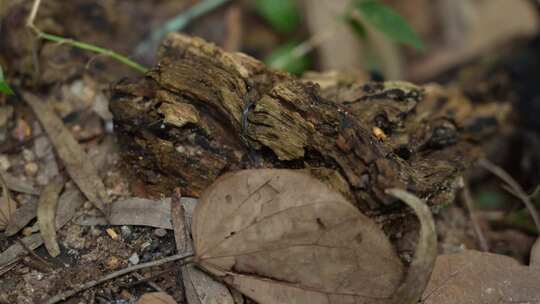 丛林地上的老木头实拍