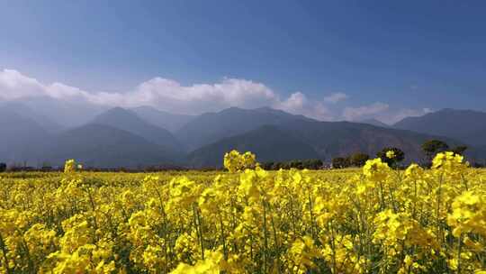 大合集油菜花包含蜜蜂特写和航拍大全景