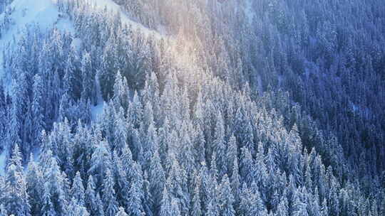 落下的散景分离魔法雪花在金色发光的阳光下