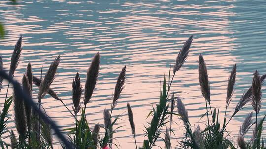 芦苇倒影水面波光粼粼荡漾夕阳江面唯美景色