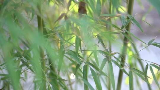 竹子 植物 绿色 生活 竹 生机