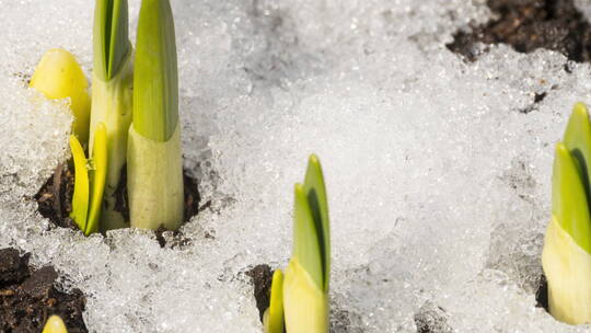 冰雪融化嫩芽破土而出