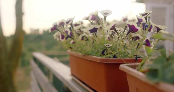 盆栽植物的特写