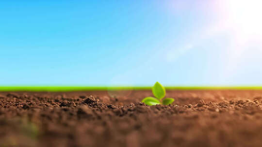 幼苗的成长与希望