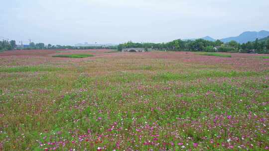 杭州湘湖三期格桑花花海航拍