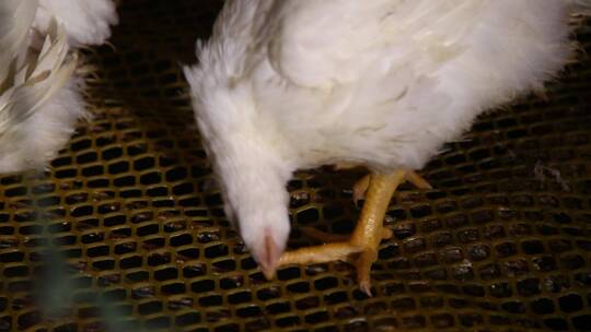 激素鸡谣言探秘鸡肉养殖场
