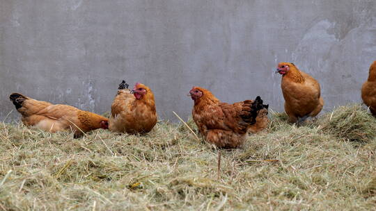 母鸡在干草堆里找吃的115