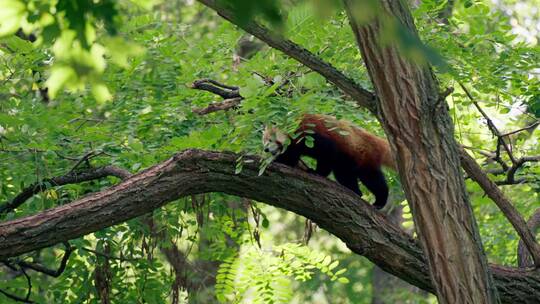 小熊猫在爬树小浣熊浣熊爬树视频素材模板下载