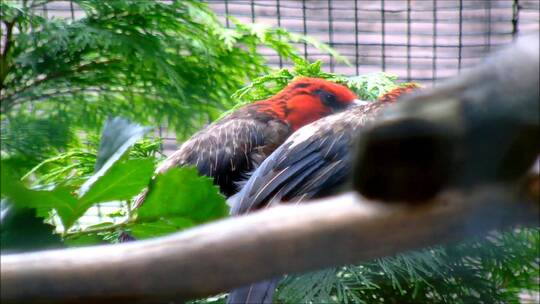 两只栖息在笼子里的鸟视频素材模板下载
