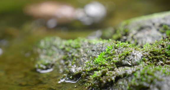 大自然 山野 小溪 苔藓 5