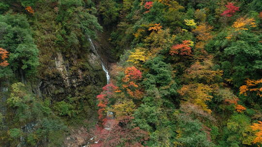秋季深山彩林瀑布航拍风景