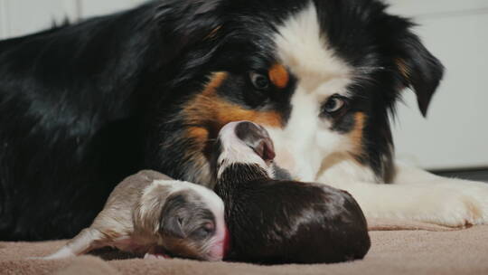 澳大利亚牧羊犬照顾她刚出生的小狗