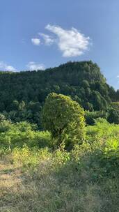 济南龙洞风景区，粉黛乱子草花海秋景迷人