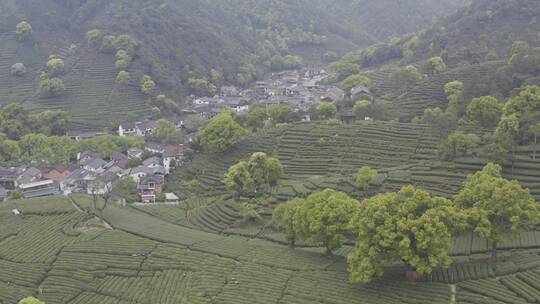 茶茶叶红茶艺采茶泡茶红茶山春茶道茶园农业