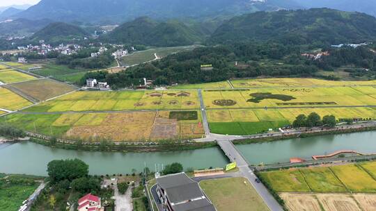 大同建德稻香小镇金色稻田田园风光