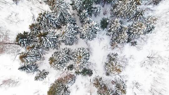 中国黑龙江大兴安岭雪原森林雪景航拍