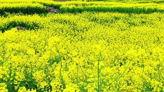 湖北恩施美丽春天农村三农油菜花花海