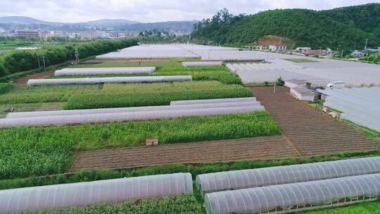 玫瑰花种植基地航拍