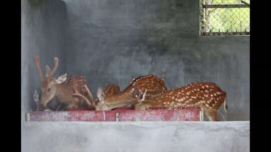 郴州东湖动物园美丽的梅花鹿
