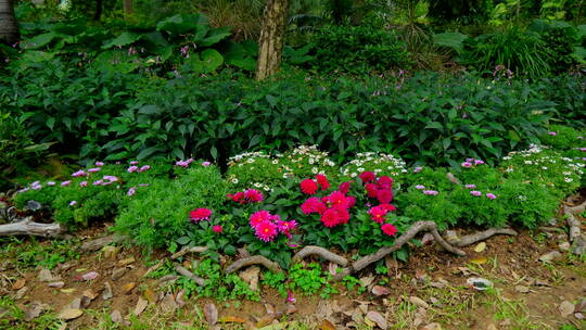 春天公园花坛花园花境春暖花开