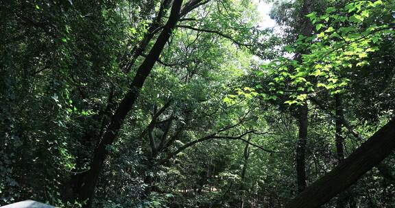 阳光竹林 苏州常熟虞山