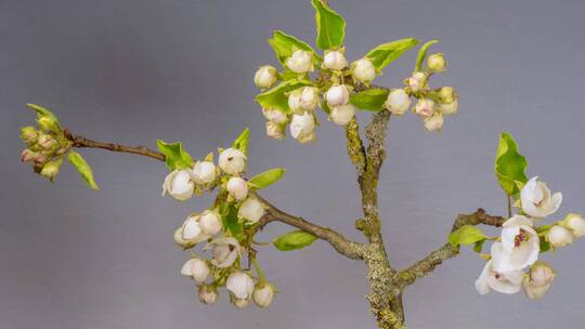 梨树 开花 梨花