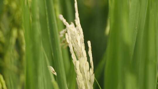 水稻病虫害